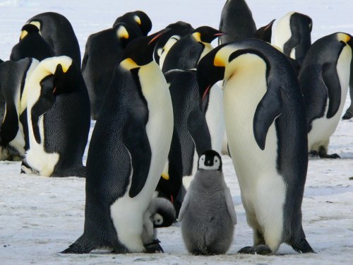 Биологи обнаружили в Новой Зеландии двух недавно вымерших пингвинов