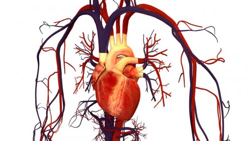 МРТ назвали перспективным при выявлении заболеваний сердца