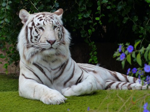 Бенгальский тигр может исчезнуть из-за изменения климата и по вине человека