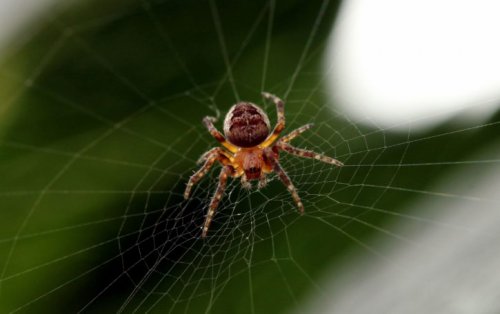 Специалисты обнаружили новый вид «коммуникабельного» паука