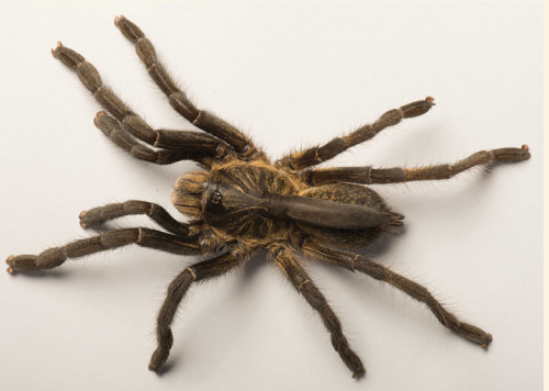 Ученые обнаружили новый вид паука – с рогом на спине