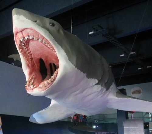 Гигантская акула  мегалодон  вымерла раньше, чем считалось