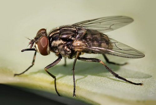 Изменение климата может увеличить количество болезней пищевого происхождения за счет активизации мух