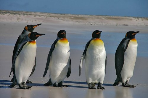 Ученые рассказали об участии самцов королевских пингвинов  в сохранении потомства