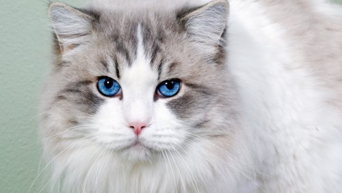Учёные: Люди вызывают тревожность у кошек