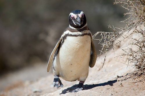 Биологи  открыли интересные моменты из жизни Магеллановых пингвинов