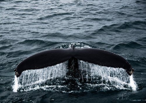 На побережье США найдены 7 детенышей редкого вида китов