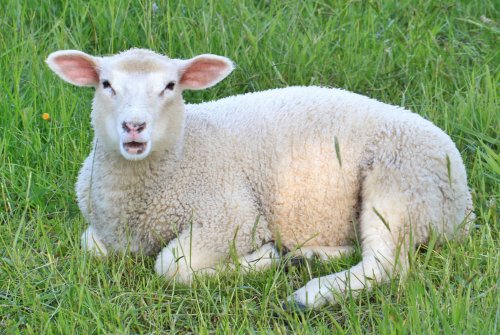 Москвичи выбрали имя для рожденной на ВДНХ овечки