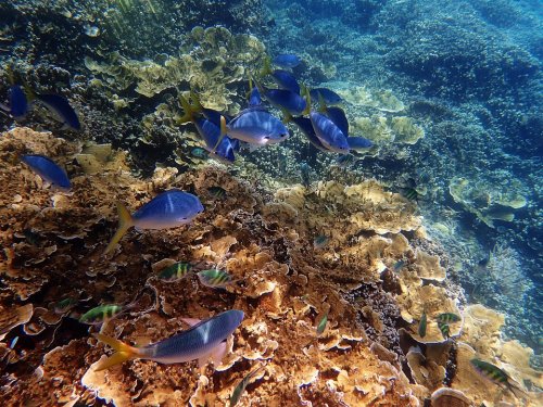 Загрязнения угрожают Большому Барьерному Рифу