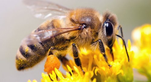 Пчелы предпочитают поворачивать направо во время выбора нового гнезда