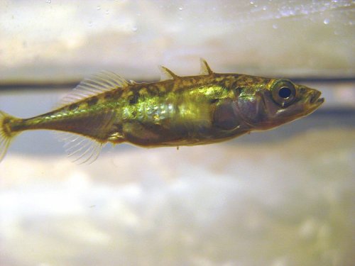 Рыба колюшка совершила революцию в эволюционном развитии