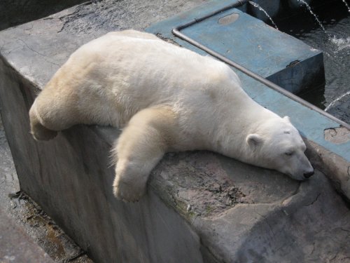 Международный день полярного медведя будут отмечать 27 февраля в Московском зоопарке