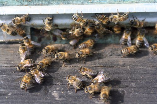Биологи открыли новые особенности танца медоносных пчел