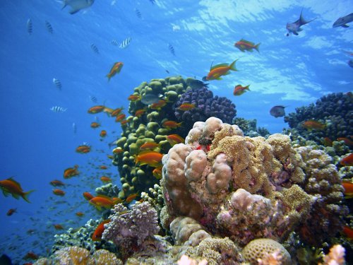 Исследователи изучили влияние климата на коралловые рифы