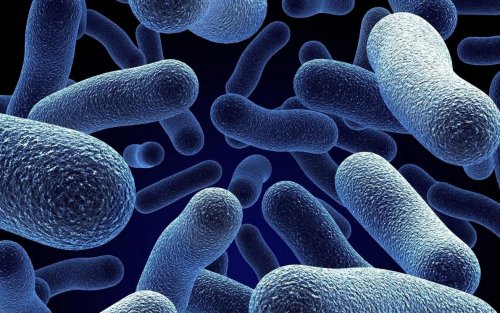 Бактерии могут переходить в «режим зомби»