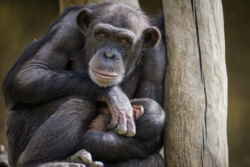 Учеными открыта новая поведенческая модель шимпанзе
