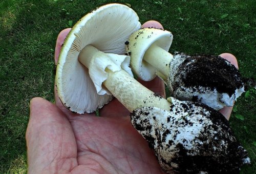 Американцы в опасности: На севере континента обнаружен самый ядовитый в мире гриб