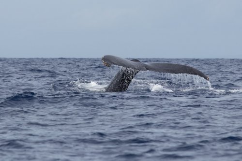 Исследователи обнаружили климатическую связь между популяциями криля и китов