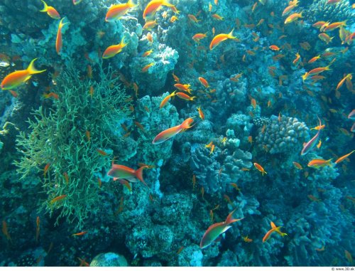 Снижение солености морской воды уничтожает кораллы
