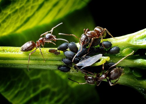 Специалисты раскрыли интересные особенности жизни муравьев