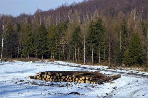 Санитарные вырубки для Байкальского леса