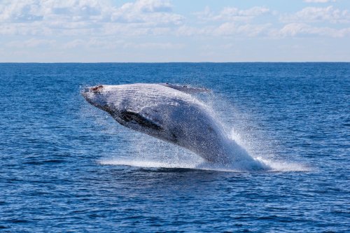 Горбатый кит восстанавливается, но угроза их выживанию осталась