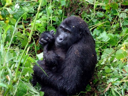 Флоридская горилла усыновила чужого детеныша