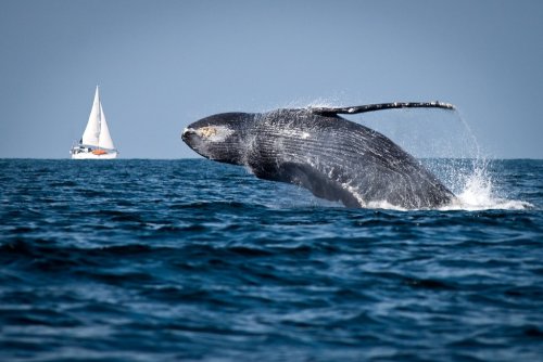 В Японии паром протаранил кита