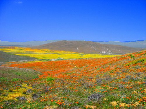 Цветной ковер площадью в 640 тыс. акров покрыл пустыню в Калифорнию