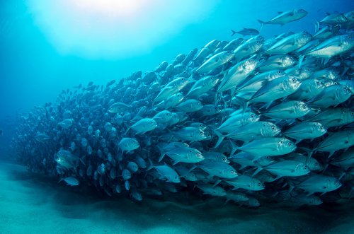 Ученые: В Мировом океане быстро сокращается популяция рыбы