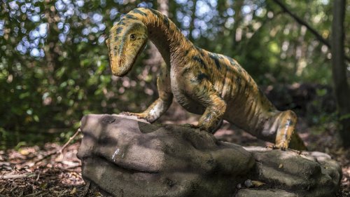Динозавр размером с валлаби обнаружен в древней рифтовой долине