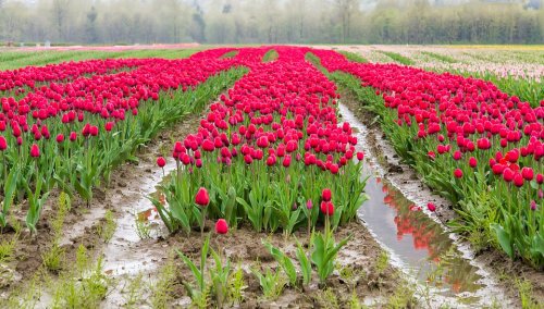 В Калмыкии с 20 по 21 апреля пройдёт фестиваль тюльпанов