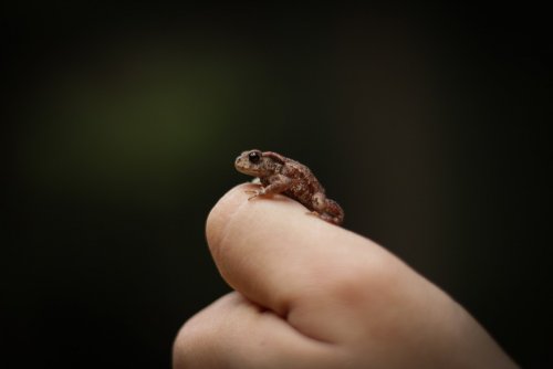 Биологи  обнаружили в Индии звездную карликовую лягушку