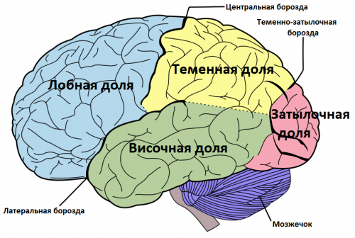 Ученые открыли центр вкуса человеческого мозга