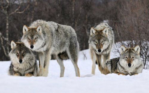 На военной базе США в Германии поселились волки