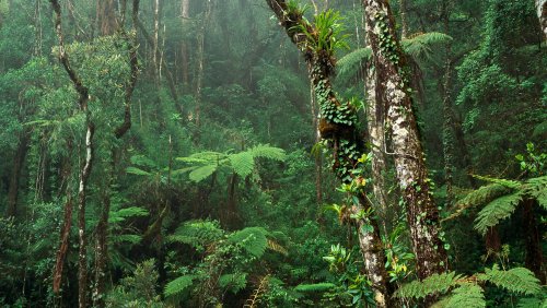 Выживание в тропическом лесу означает непрекращение постоянной войны