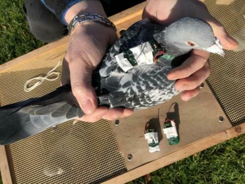За хлебушек единый: В Британии голуби с рюкзачками станут собирать данные о климате