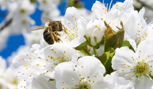 Яблоневые сады нуждаются в разнообразных пчелиных сообществах