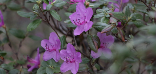 В Алтае приглашают на цветение маральника