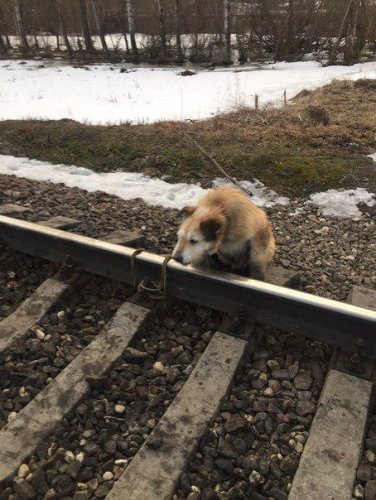 Живодёр привязал пса к железнодорожным рельсам и оставил на погибель