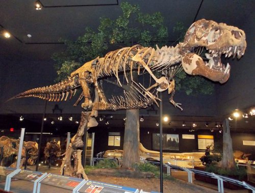Тираннозавр Скотти стал самым крупным в своем виде