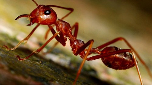 Каннибализм помогает огненным муравьям захватывать новые территории