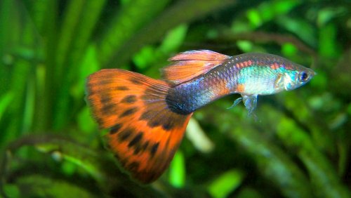 Поведение генов объясняет яркие цвета рыб