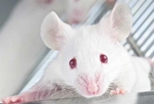 Ученые обнаружили способ избавить от алкогольной зависимости, но пока что  крыс