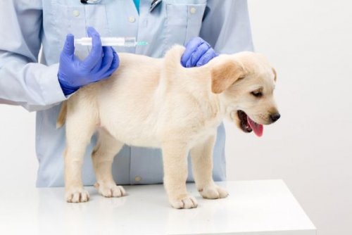 Впервые у собаки был обнаружен ген устойчивый к лекарствам