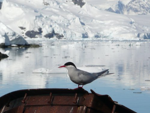 Ученые изучают самую длинную миграцию арктических птиц