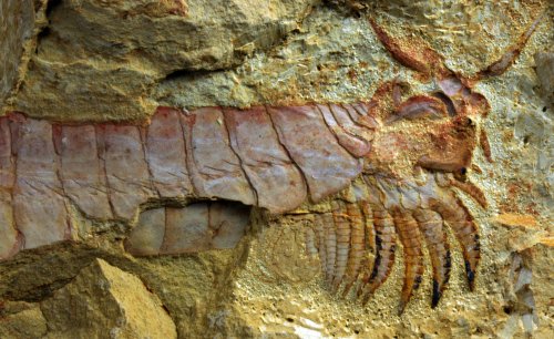 В Китае найдены существа живущие 518 миллионов лет назад