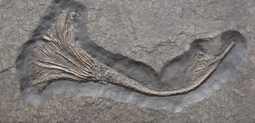 Ученые разгадывают тайну, окутывающую древнейшие окаменелости животных