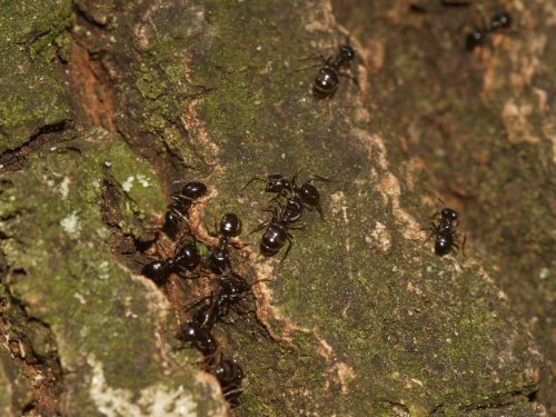Свирепые муравьи создают эффективные и смертельные ловушки