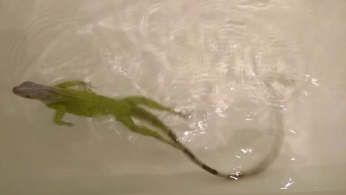Ящерицы способны заниматься дайвингом, используя пузырьки воздуха